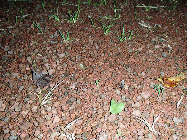 キャンプ場の路面状態